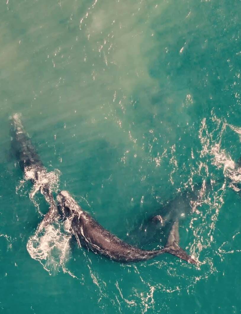 Whale in the ocean